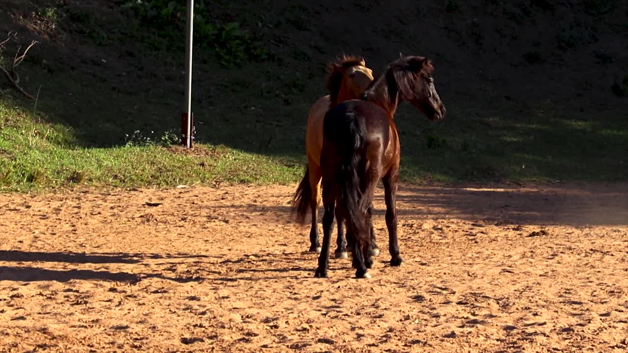 dos caballos están cerca uno del otro, acurrucándose cariñosamente en medio de la vegetación y la sombra del corral