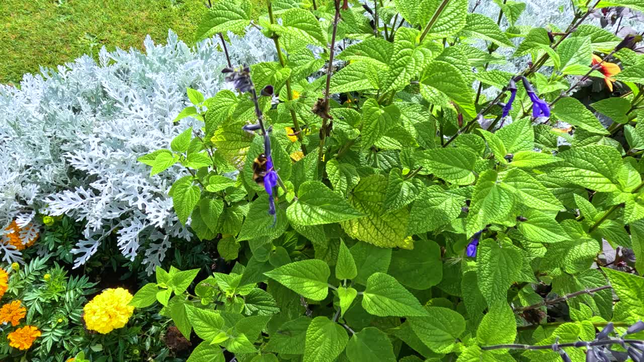 A bumblebee moves among vibrant purple flowers and green foliage in a sunlit garden, with steady camera capturing natural pollination activity and colorful surroundings