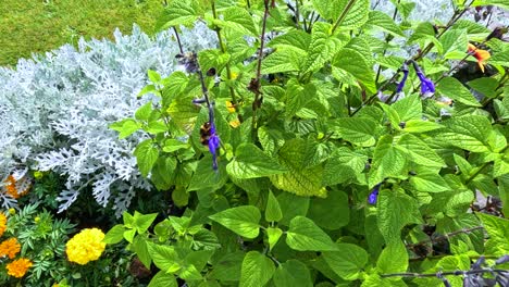 a bumblebee moves among vibrant purple flowers and green foliage in a sunlit garden, with steady camera capturing natural pollination activity and colorful surroundings