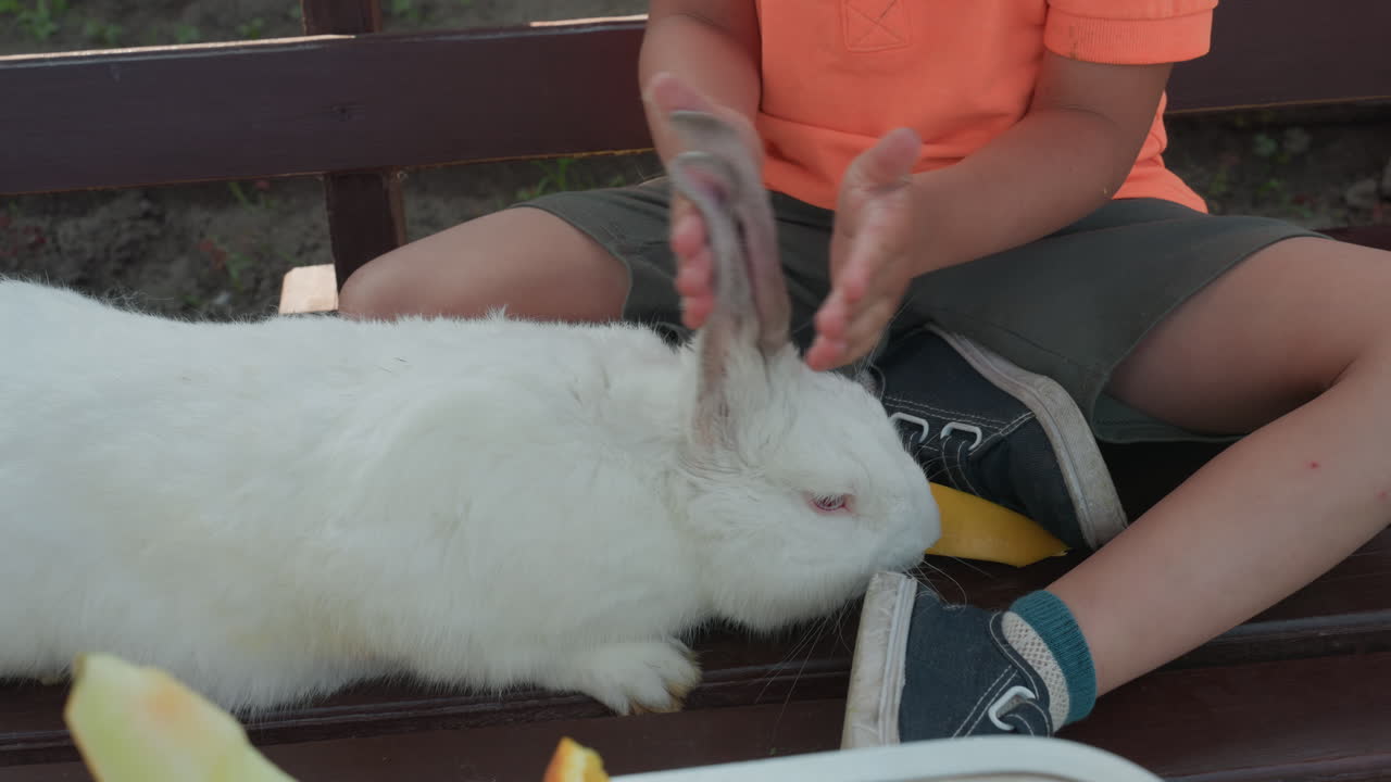 Child Lovingly Tends To Bunny, Little Kid Softly Caresses Rabbit Ears Outdoors During Play Time, An Innocent Child Carefully Grooms And Affectionately Strokes Small Bunny Outside In Yard