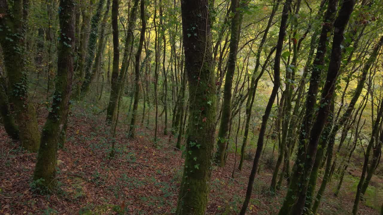 Remote Forest Hike In Ruta dos muiños do Rego das Gandaras In Vilasantar, A Coruña, Spain. Close-up Shot