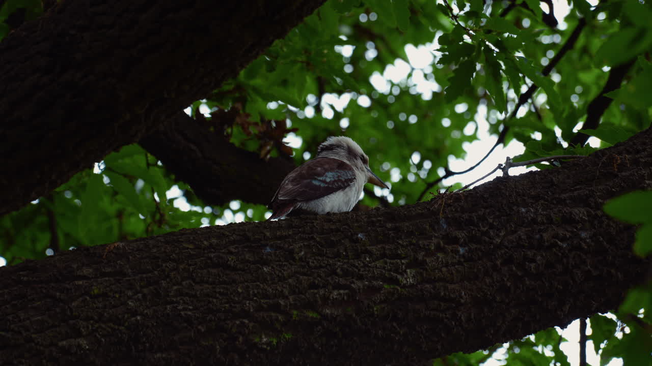 riendo kookaburra martín pescador australia
