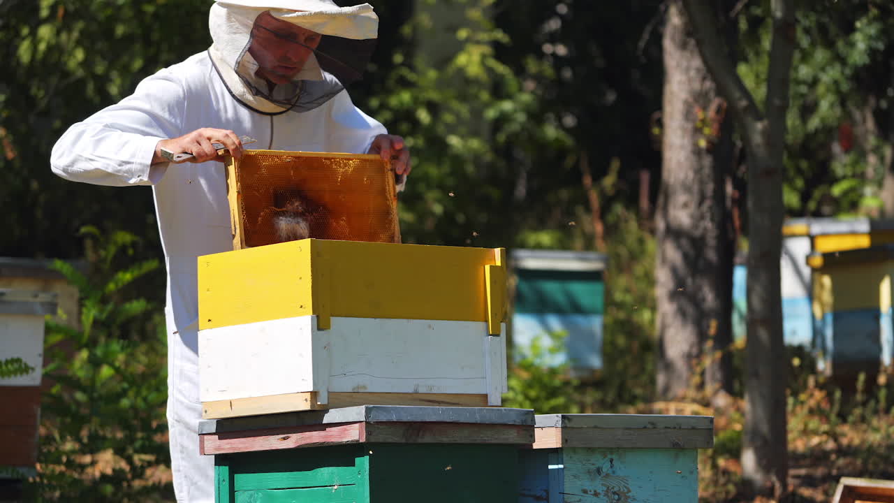Apiarist Collecting Pollen From Beehive. Male beekeeper in professional beekeeper costume inspects wooden frame with honeycombs