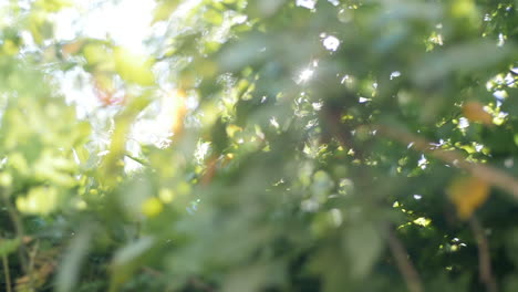 la luz del sol irrumpe a través de las hojas de los árboles