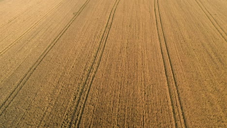 cinematic aerial view over a wheat field at sunset