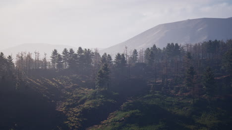 Forest-of-green-pine-trees-on-mountainside