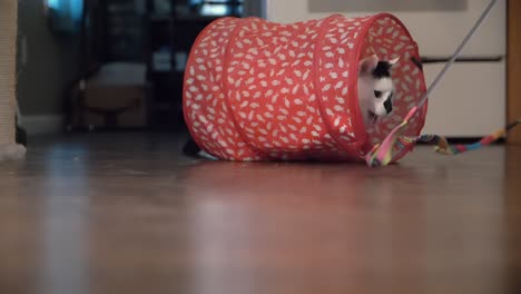 cat crawls in play tube playing with rainbow colored string toy, slow motion low angle