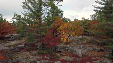 Toma-Aérea-Ascendente-De-Un-Hermoso-Bosque-Natural-Durante-Una-Caída-Colorida-En-La-Suave-Luz-Del-Día