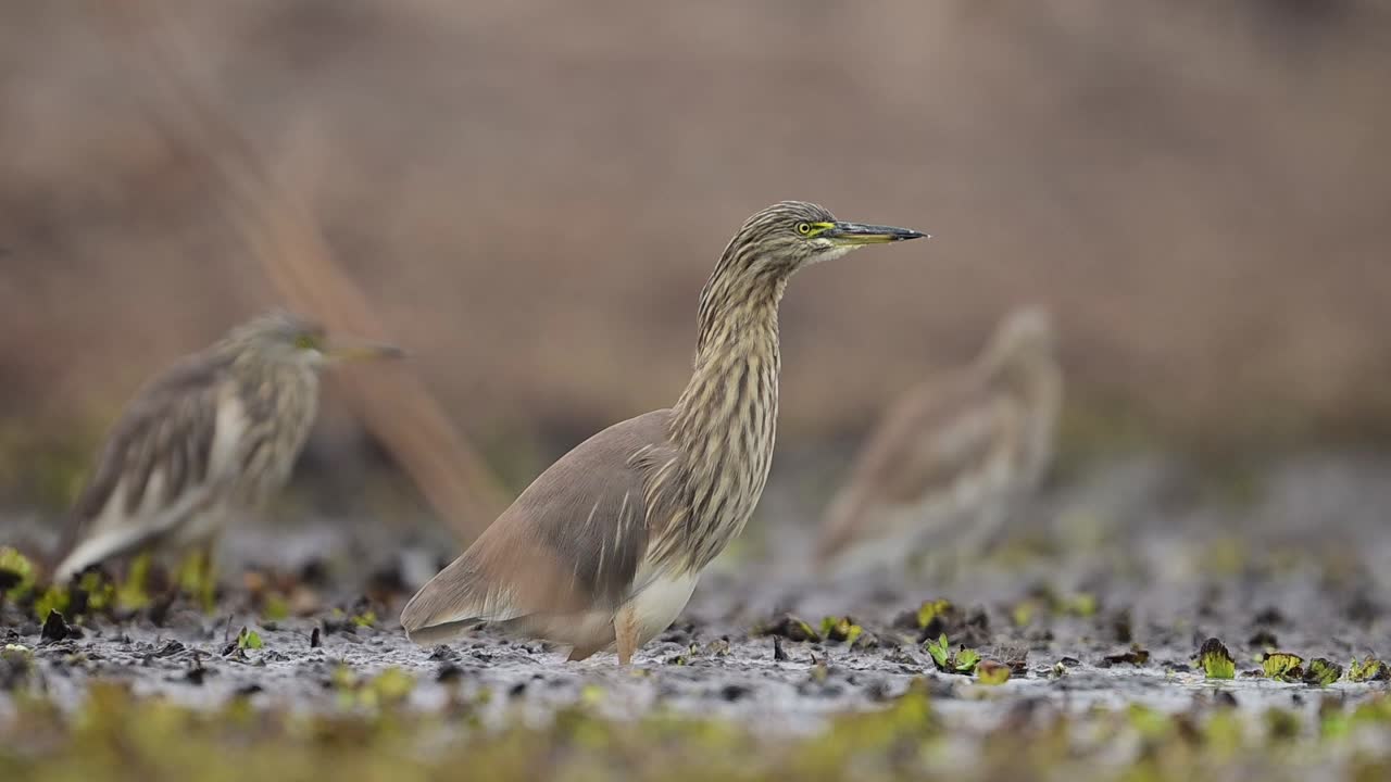 la bandada de garzas de estanque indias pescando en wetlan d