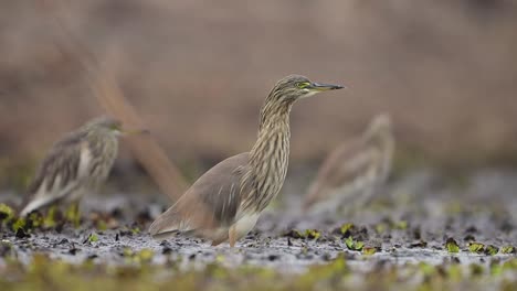 The-Flock-of-Indian-Pond-herons-Fishing-in-Wetlan-d