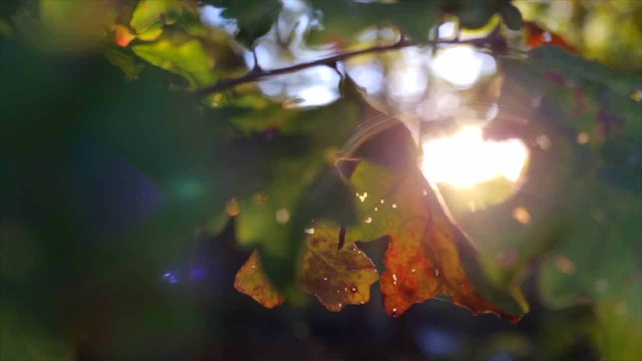 Ahornbaum-Blätterdach im Morgensonnenschein im Wald