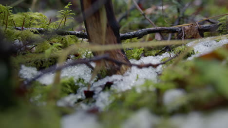 close-up of snow on moss in a forest