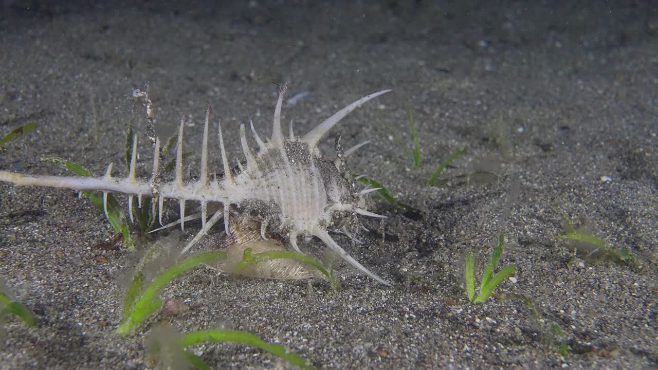 venus combe murex는 모래에서 움직이고 회전합니다, anilao, 필리핀 2의 1 60fps