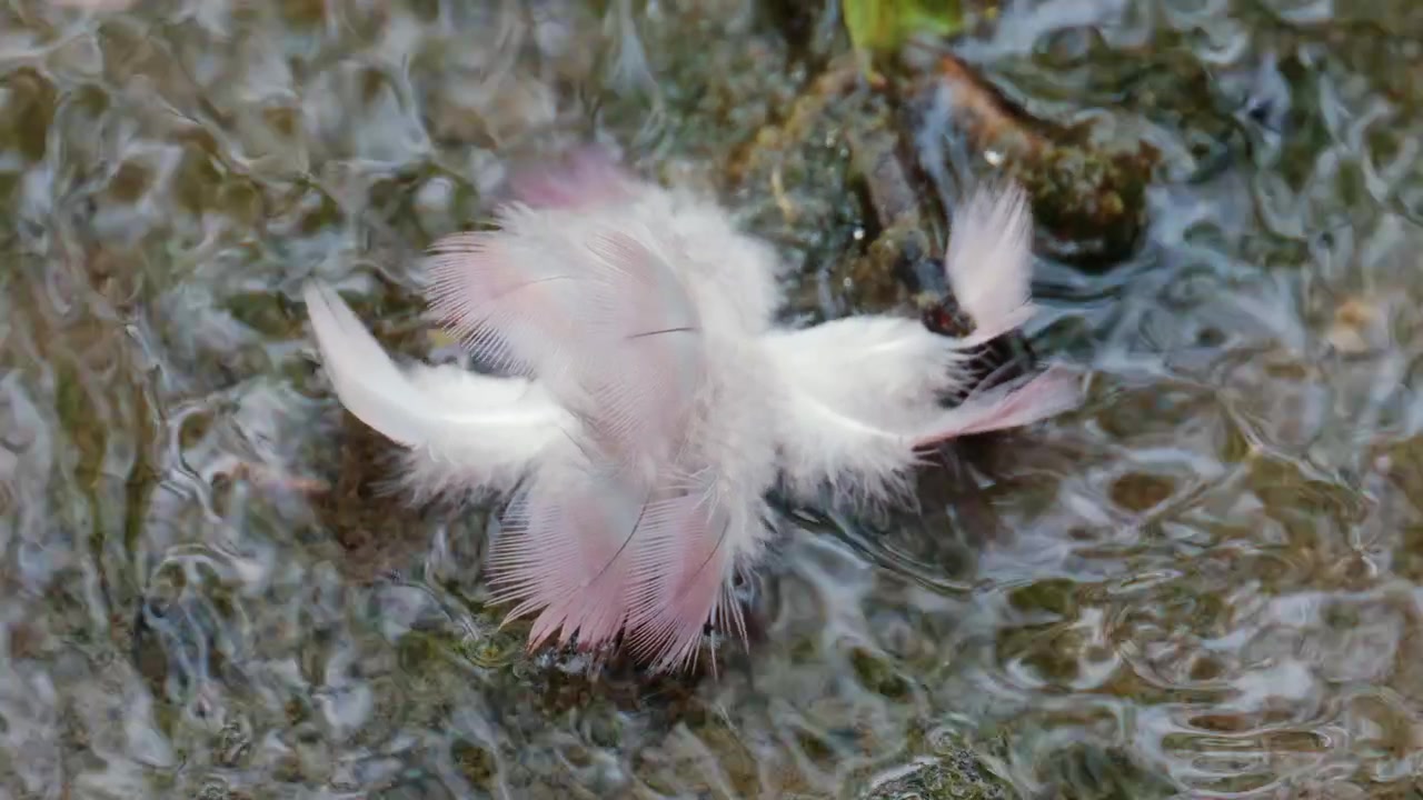 Blød hvid fjer, der flyder på let bevægende vand, fanget i detaljeret nærbillede.