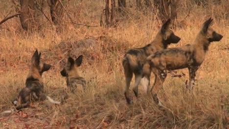 two-African-wild-dogs-resting-in-dry-grass,-two-more-approaching-and-climbing-a-small-hill