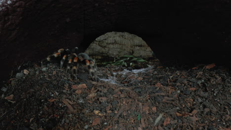 Vista-Frontal-De-Cerca-De-Tarántula-Andante