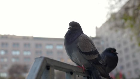 el escuadrón de palomas volando en santiago de chile