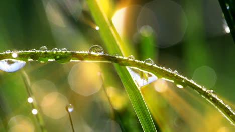 drops of dew on a green grass