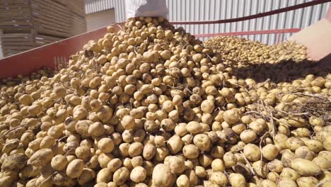 yellow potatoes pouring from bag fall on conveyor belt in slow motion.