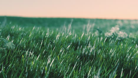 fondo de primavera suavemente desenfocado con una hierba verde exuberante