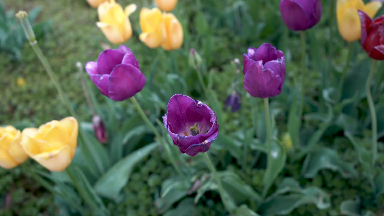tulipanes púrpuras tulipanes tiempo michigan holandés cultura holandesa flores flores 4k