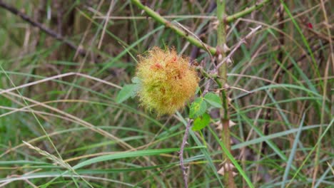 Open-Ripe-Rose-hips,-dog-rose,-ripe-hips-on-a-wild-bush-on-the-coast-of-england