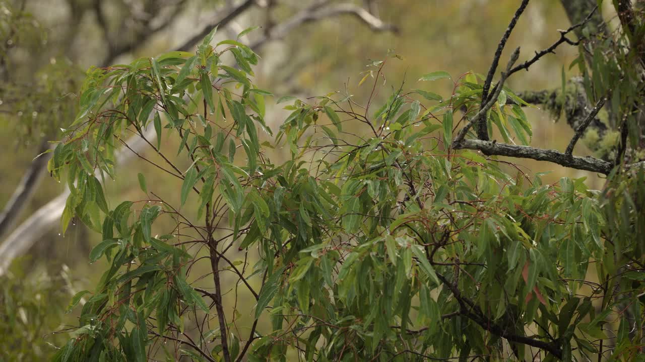 selva nativa australiana en lamington, borde pintoresco bajo lluvia suave y viento