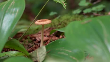 primer plano de un hongo superior plano marrón que crece en el suelo del bosque, perfecto para forjar