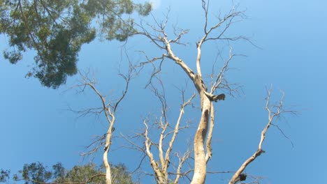 smooth orbiting shot, with an upwards point of view, of a dead tree in outback queensland, australia, with a clear blue sky above
