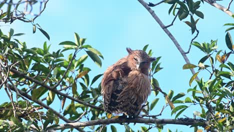 Seen-from-its-back-looking-back-towards-the-camera-almost-sleepy-and-then-moves-its-head,-Buffy-Fish-Owl-Ketupa-ketupu,-fledgling,-Khao-Yai-National-Park,-Thailand