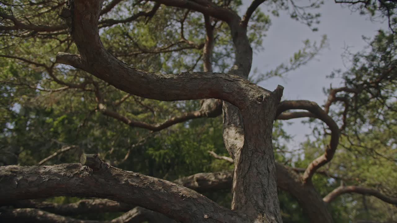 An immersive shot through the twisted branches of an old pine tree, revealing nature's intricate beauty