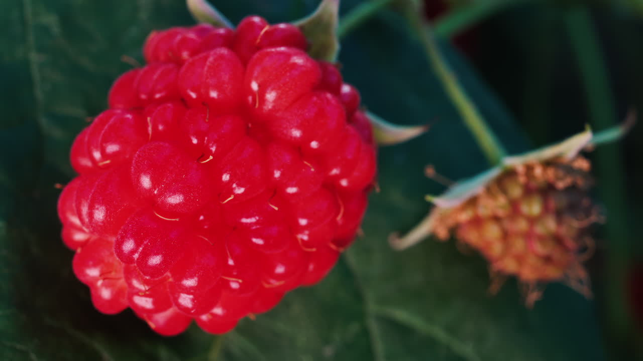 Close up of a vibrant red raspberry in natural sunlight with a blurred background