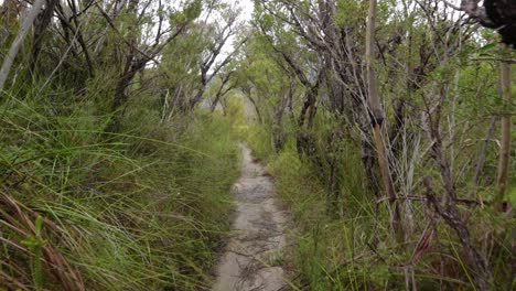 Handheld-walking-Footage-along-the-Dave's-Creek-Circuit-walk-in-Lamington-National-Park,-Gold-Coast-Hinterland,-Australia