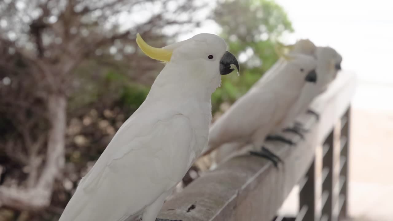 dos cocatieles posados en una barandilla de madera