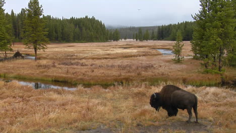 Un-Bisonte-Pasta-En-Un-Claro-En-El-Parque-Nacional-De-Yellowstone.