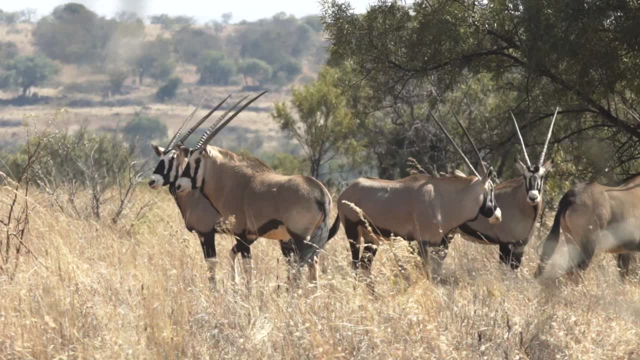 gemsbok o conocido como oryx parado en la selva africana