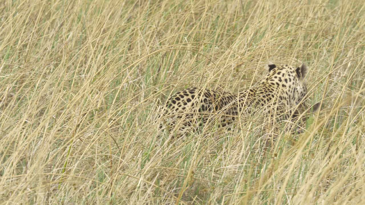 leopardo que lleva su presa lechwe en la hierba alta de la sabana