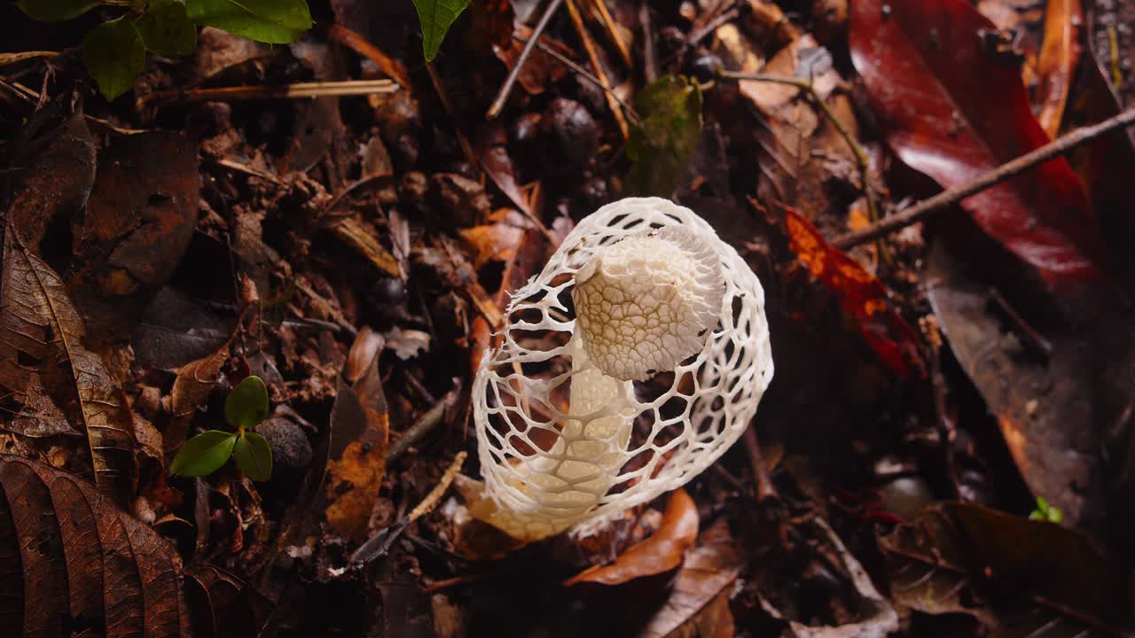 A rare Phallus indusiatus fungus with its lace-like veil emerges from the forest floor in Peru’s Amazon. Mushroom Top down