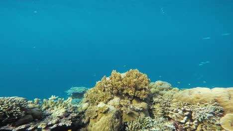 Una-Toma-Submarina-Estática-Del-Animado-Arrecife-De-Coral-Repleto-De-Vida-En-La-Isla-De-Sipadan,-Malasia.