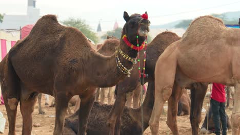 camels at the pushkar fair, also called the pushkar camel fair or locally as kartik mela is an annual multi-day livestock fair and cultural held in the town of pushkar rajasthan, india.