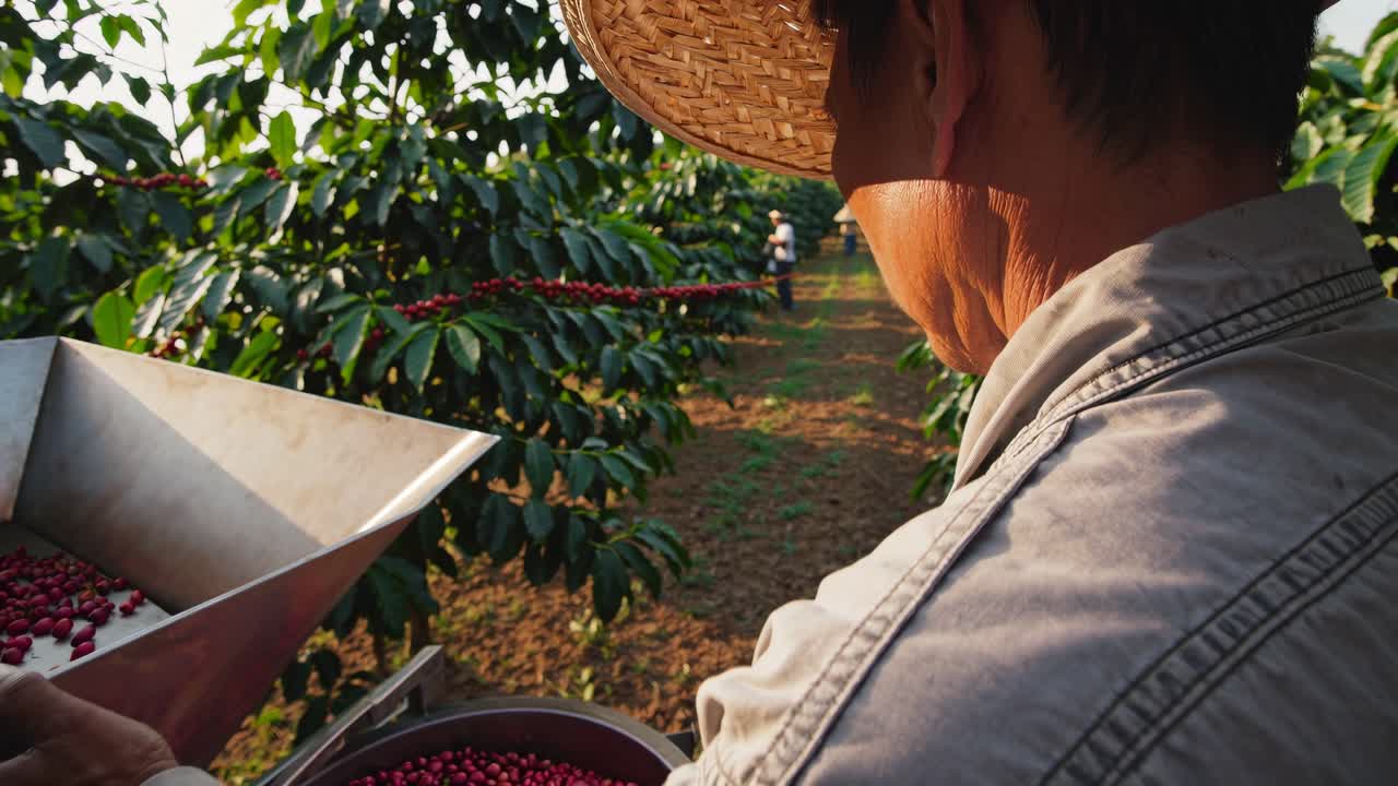 Coffee Harvest in a Plantation
