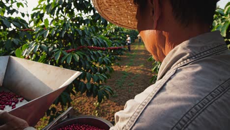 coffee harvest in a plantation