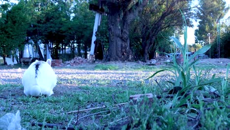 un disparo fijo de un conejo blanco y negro saltando en el campo y cazando