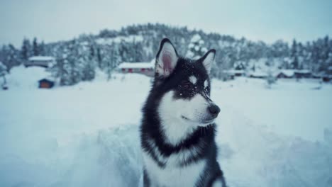 domestic dog alaskan malamute in winter countryside landscape near town of trondheim in norway