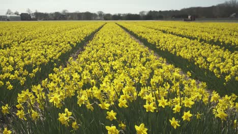 Field-of-yellow-Narcissus-flowering-plants,-flower-agricultural-crop