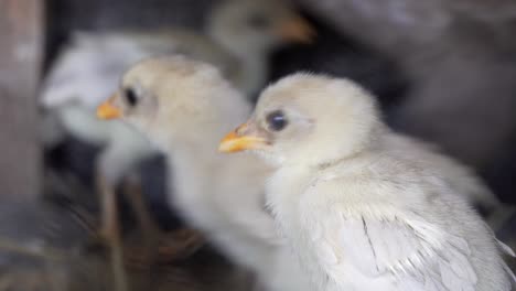 Close-up-of-cute-baby-Chick-in-cage,-poultry-organic-farming