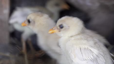 close-up of cute baby chick in cage, poultry organic farming