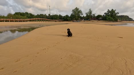 a black dog walks and sits on a wide, empty beach at ko phayam, thailand. natural daylight, static wide shot, tranquil mood, minimal movement