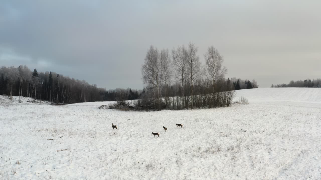 Aerial drone view of roe deer herd roaming a snow covered field in winter. Stunning wildlife shot of a small buck herd in nature landscape.