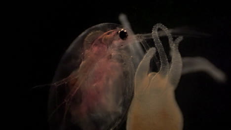 Microscopic-Daphnia-is-caught-in-a-Hydra's-tentacles